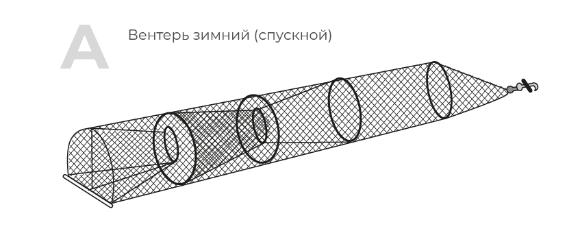 вентерь зимний